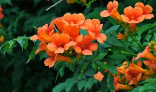 凌霄花能种在阳台吗 凌霄花可以种在阳台吗