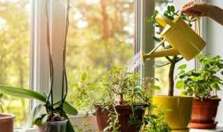 室内阳性植物有哪些 阳性植物有哪些