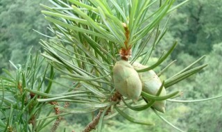 杉科植物有哪些是国家级保护植物 杉科植物有哪些