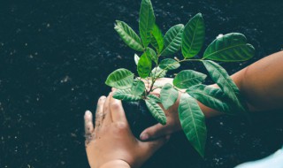 植物园热带植物有哪些 热带植物有哪些