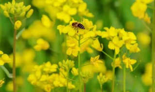 油菜什么时候喷施硼肥最好 油菜什么时候施硼肥