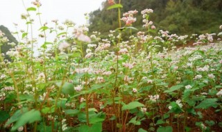 苦荞麦什么时候种什么时候收 苦荞麦什么时候种