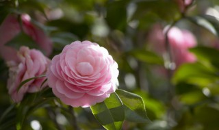 茶花什么季节栽种好 茶花什么时候种最好