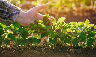 野菜种植技术 怎么种植野菜