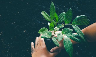 室内种什么植物招财又旺宅 八种植物招财又旺宅又好养