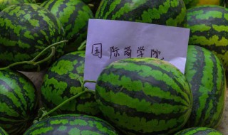陕西吃瓜大学的来源 陕西吃瓜大学