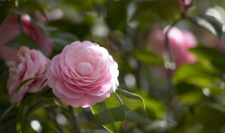 茶花栽培技术要点 茶花的栽培方法