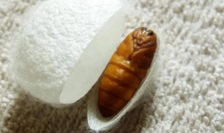 在家里怎么养蚕蛹 怎么养蚕蛹