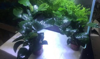 巴榕如何养殖 巴榕怎么养