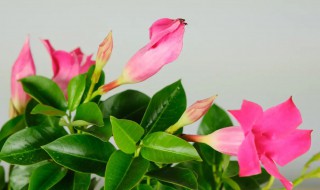 蝉花养殖技术 怎么养蝉花