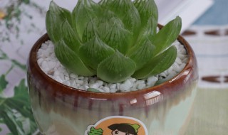 玉露花怎么养才能饱满通透 玉露花怎么养