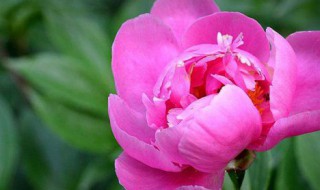 芍药花怎么养开 勺药怎么养
