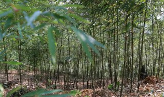 毛竹怎么养才能更旺盛 毛竹怎么养
