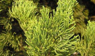 侧柏怎么种植和养护 侧柏怎么养