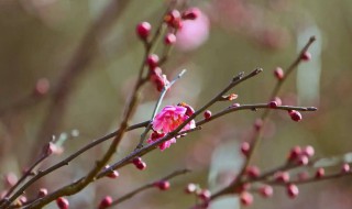 红梅花的养殖方法和注意事项 红梅花怎么养