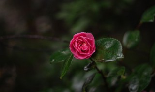 月季花的养殖方法和注意事项 月季花怎么养殖