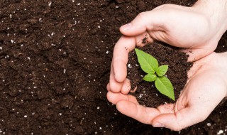 芒果室内可以种植什么 室内芒果树种植方法