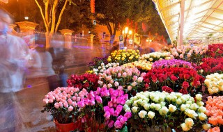 插花的花怎么养 插花怎么养才开放