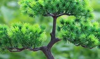 长寿花怎么养才开花 长寿松怎么养才开花