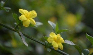 迎春花盆栽怎么养 迎春花怎么养才舒服