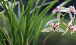 兰花咋样养开花 盆栽兰花怎么养才开花