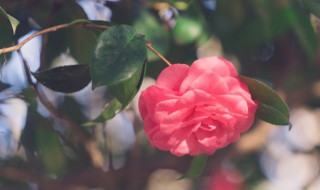 茶花怎么养长得好 茶花怎么养才漂亮