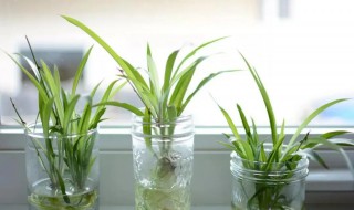 水养植物在水里加什么养才茂盛 水养植物怎么养叶子才茂盛