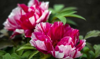 适合新手养的观赏花 观赏花怎么养才漂亮