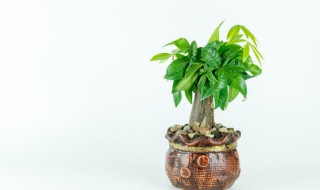 发财树的种子怎么种植方法如下 发财树怎么养才结种子