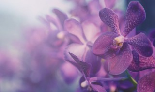 兰花应该怎么养才会开花 怎么养兰花才发得好和开花
