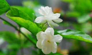 茉莉怎么养才能开更多的花 茉莉怎么养