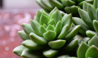 多肉怎样才能养成老桩 多肉植物怎么养才变老桩