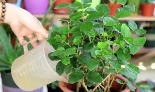 大叶茉莉花怎么养 茉莉花怎么养才散叶