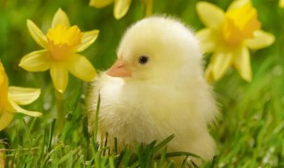 散养土鸡棚子怎么建 鸡棚怎么养才能散养小鸡