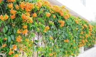 爬藤植物可以种门前吗 家里门楼可以栽藤类吗