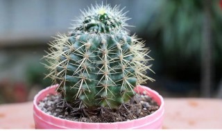 仙人掌怎样发侧芽 仙人掌要怎么养才发侧芽