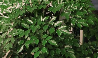 幸福树怎么把树干养粗 粗干大幸福树怎么养才茂盛