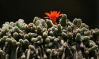 仙人鞭怎么养能开花 仙人鞭怎么养才开花