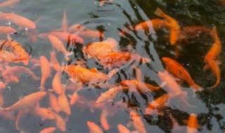 红鲤鱼好不好养 红鲤鱼怎么养才不容易死