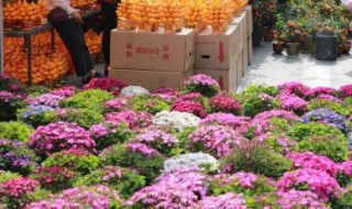 冬天绣球花的养护 冬天绣球花怎么养才不焦枯