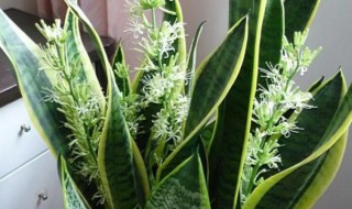 室内栽虎皮兰好吗 虎皮兰怎么养才耐阴