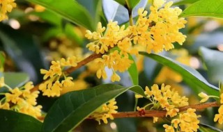 桂花树换盆需要修根吗 桂花树刚换盆怎么养才长得好