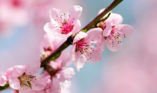 怎么能避免烂桃花 桃花怎么养才不会烂