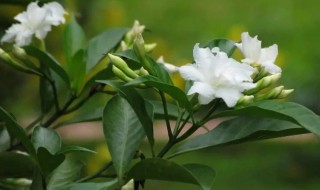 狗牙花用多大的盆栽吗 狗牙花怎么养才开