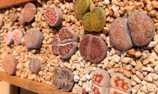 怎样才能把生石花养出好状态 生石花怎么养才脆弱