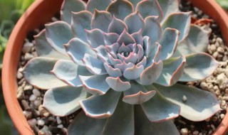 怎样养蓝石莲 蓝石莲怎么养才最好