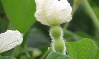 葫芦怎么才能开花 葫芦花要怎么养才开花呢