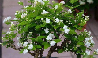 茉莉花开花期怎么养 九个月的茉莉花怎么养才开花