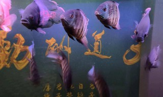 七星刀鱼多久喂一次 七星刀怎么养才正确