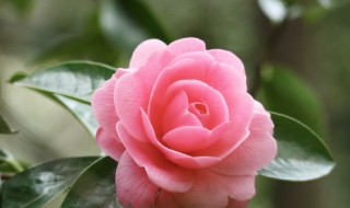 家里养花怎么除虫 家里养花有害虫怎么办